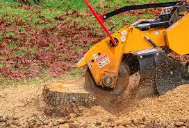 Best Tree Cabling and Bracing  in Chase City, VA
