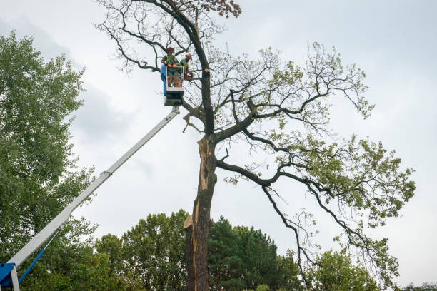 How Our Tree Care Process Works  in  Chase City, VA