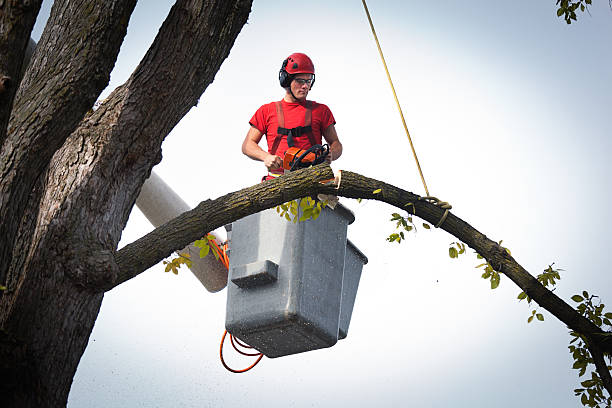 How Our Tree Care Process Works  in  Chase City, VA