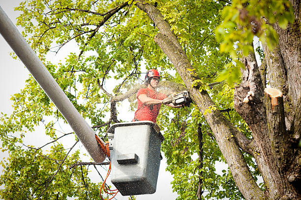 Best Hazardous Tree Removal  in Chase City, VA